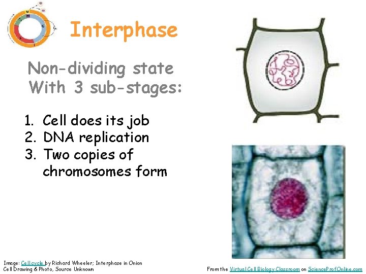 Interphase Non-dividing state With 3 sub-stages: 1. Cell does its job 2. DNA replication
