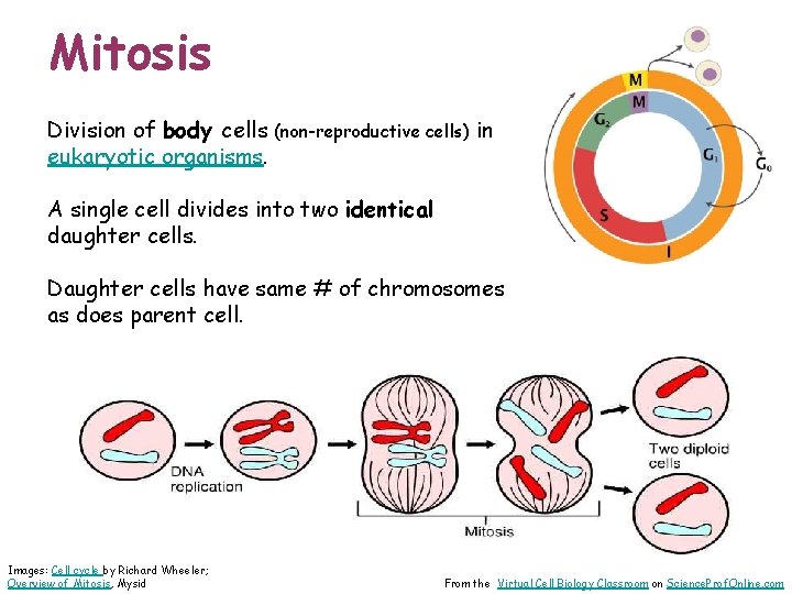 Mitosis Division of body cells (non-reproductive cells) in eukaryotic organisms. A single cell divides