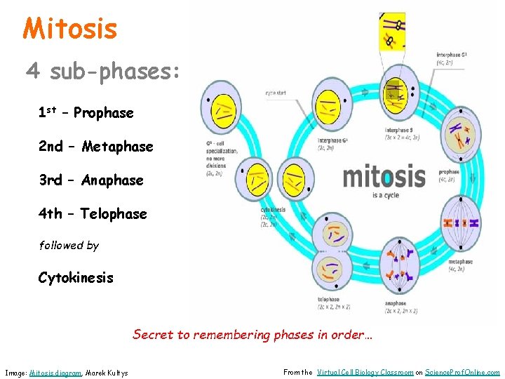 Mitosis 4 sub-phases: 1 st – Prophase 2 nd – Metaphase 3 rd –