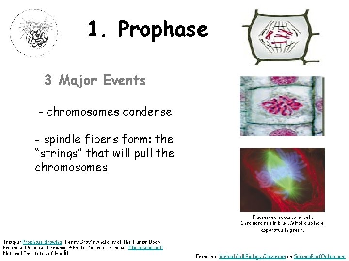 1. Prophase 3 Major Events - chromosomes condense - spindle fibers form: the “strings”