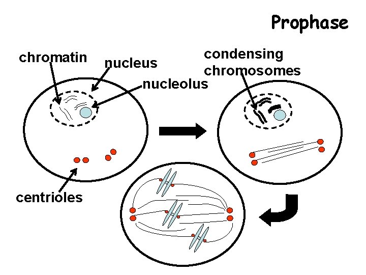 Prophase chromatin centrioles condensing nucleus chromosomes nucleolus 