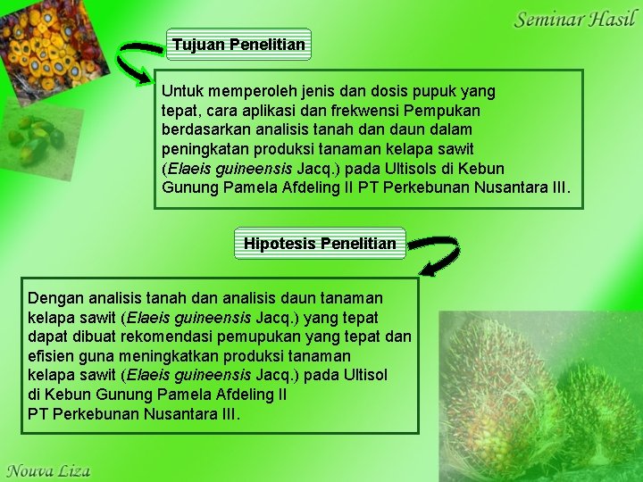 Tujuan Penelitian Untuk memperoleh jenis dan dosis pupuk yang tepat, cara aplikasi dan frekwensi