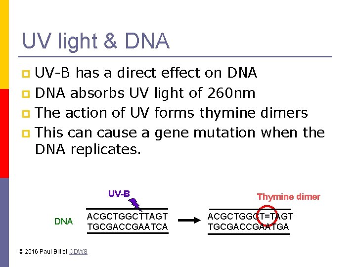 UV light & DNA UV-B has a direct effect on DNA p DNA absorbs UV light & DNA UV-B has a direct effect on DNA p DNA absorbs
