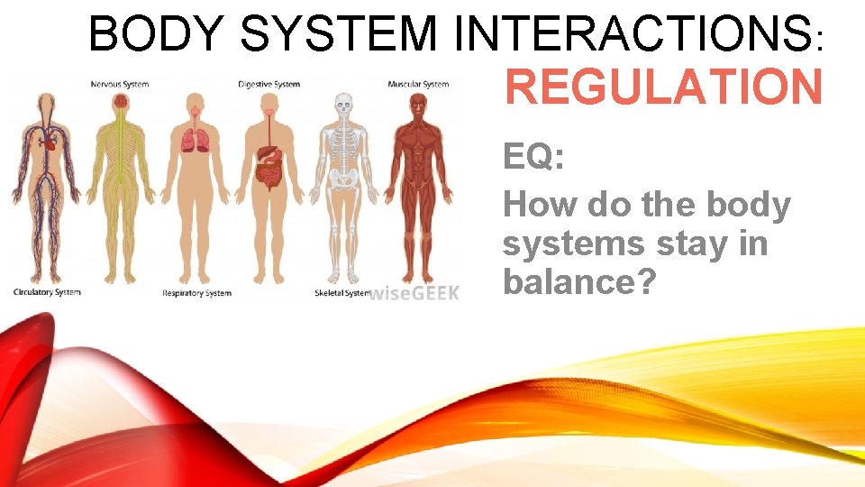 BODY SYSTEM INTERACTIONS: REGULATION EQ: How do the body systems stay in balance? 