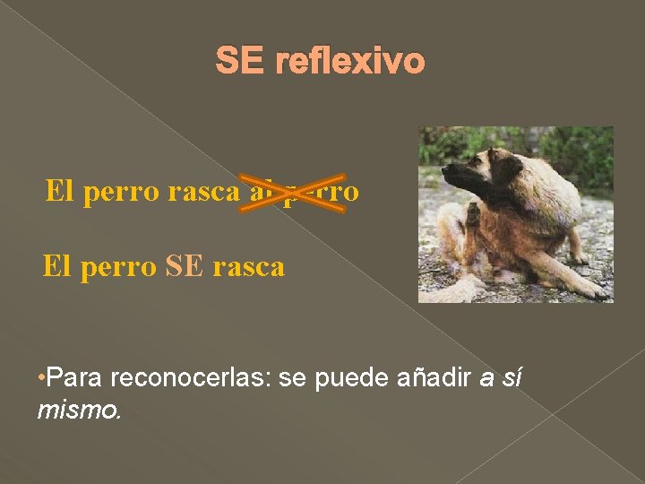 SE reflexivo El perro rasca al perro El perro SE rasca • Para reconocerlas: SE reflexivo El perro rasca al perro El perro SE rasca • Para reconocerlas: