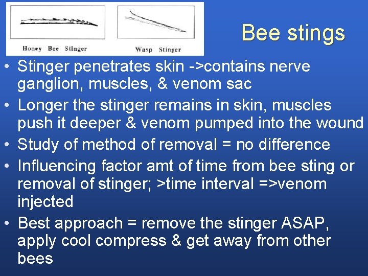 Bee stings • Stinger penetrates skin ->contains nerve ganglion, muscles, & venom sac •