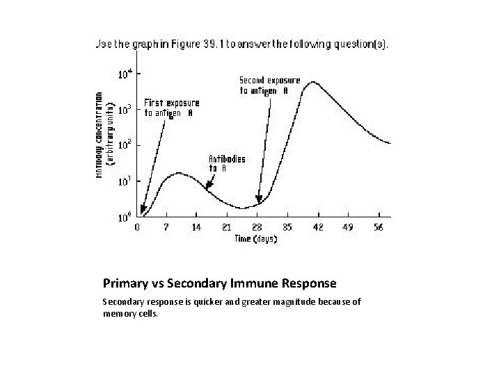 Primary vs Secondary Immune Response Secondary response is quicker and greater magnitude because of