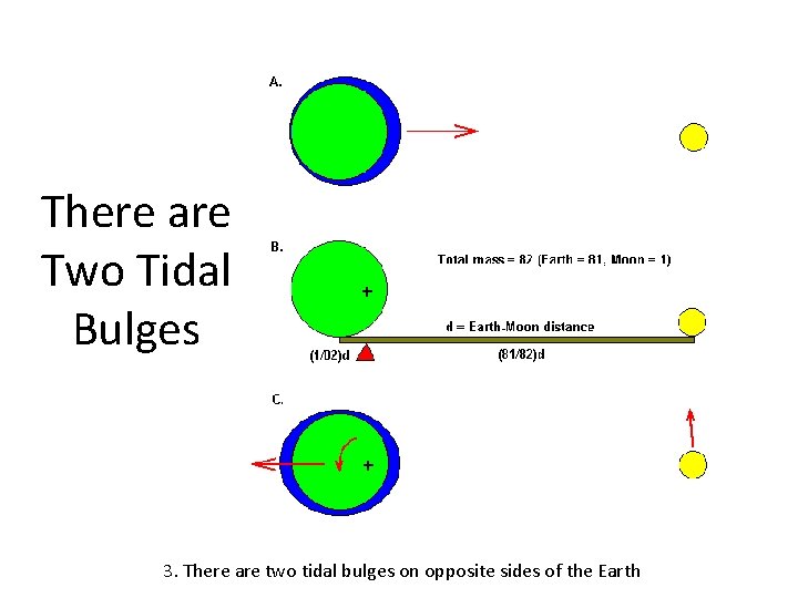 There are Two Tidal Bulges 3. There are two tidal bulges on opposite sides