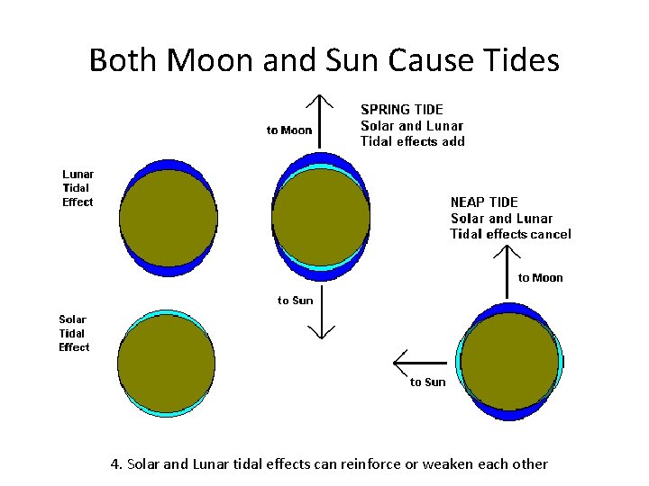 Both Moon and Sun Cause Tides 4. Solar and Lunar tidal effects can reinforce