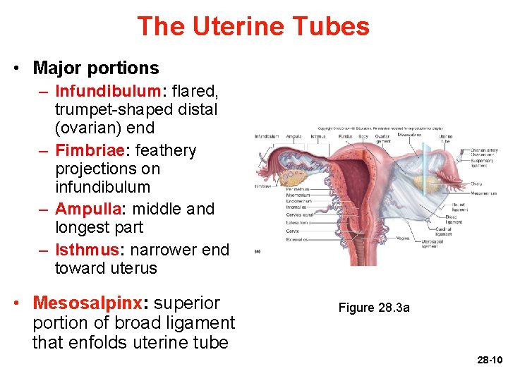 The Uterine Tubes • Major portions – Infundibulum: flared, trumpet-shaped distal (ovarian) end –