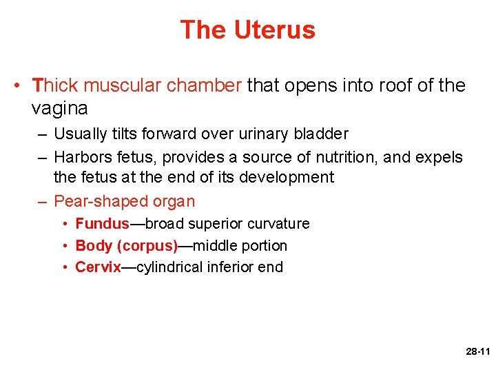 The Uterus • Thick muscular chamber that opens into roof of the vagina –