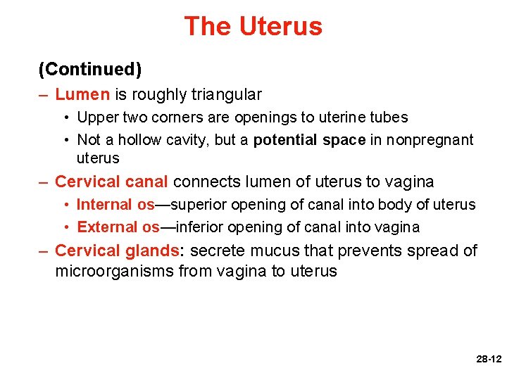 The Uterus (Continued) – Lumen is roughly triangular • Upper two corners are openings