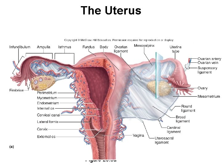 The Uterus Figure 28. 3 a 28 -13 