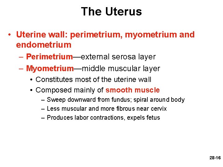 The Uterus • Uterine wall: perimetrium, myometrium and endometrium – Perimetrium—external serosa layer –