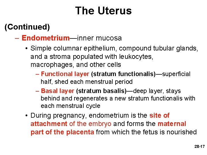 The Uterus (Continued) – Endometrium—inner mucosa • Simple columnar epithelium, compound tubular glands, and