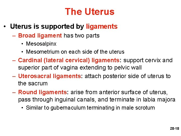 The Uterus • Uterus is supported by ligaments – Broad ligament has two parts