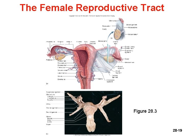 The Female Reproductive Tract Figure 28. 3 28 -19 