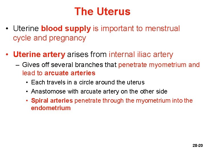 The Uterus • Uterine blood supply is important to menstrual cycle and pregnancy •