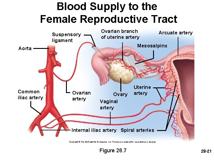 Blood Supply to the Female Reproductive Tract Suspensory ligament Ovarian branch of uterine artery