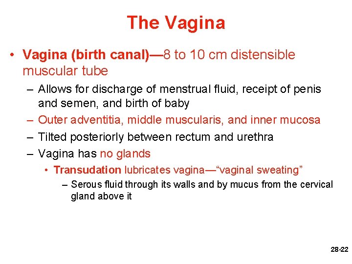 The Vagina • Vagina (birth canal)— 8 to 10 cm distensible muscular tube –