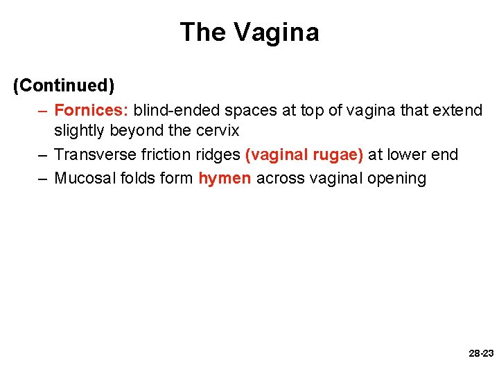 The Vagina (Continued) – Fornices: blind-ended spaces at top of vagina that extend slightly