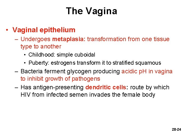 The Vagina • Vaginal epithelium – Undergoes metaplasia: transformation from one tissue type to