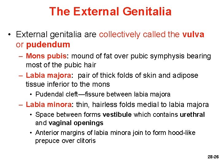 The External Genitalia • External genitalia are collectively called the vulva or pudendum –