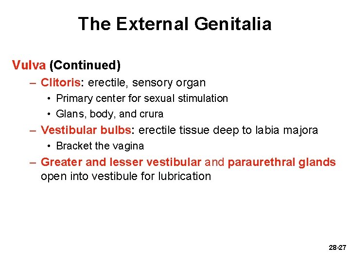 The External Genitalia Vulva (Continued) – Clitoris: erectile, sensory organ • Primary center for