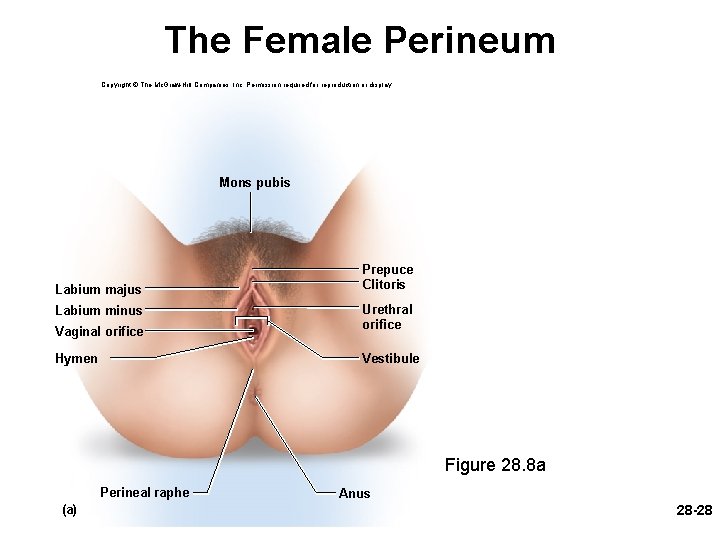 The Female Perineum Copyright © The Mc. Graw-Hill Companies, Inc. Permission required for reproduction