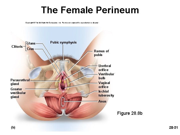 The Female Perineum Copyright © The Mc. Graw-Hill Companies, Inc. Permission required for reproduction