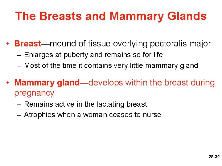 The Breasts and Mammary Glands • Breast—mound of tissue overlying pectoralis major – Enlarges