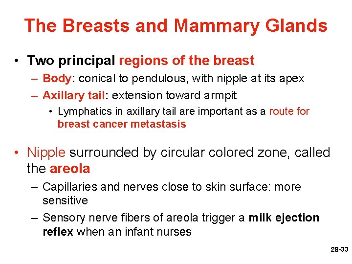 The Breasts and Mammary Glands • Two principal regions of the breast – Body: