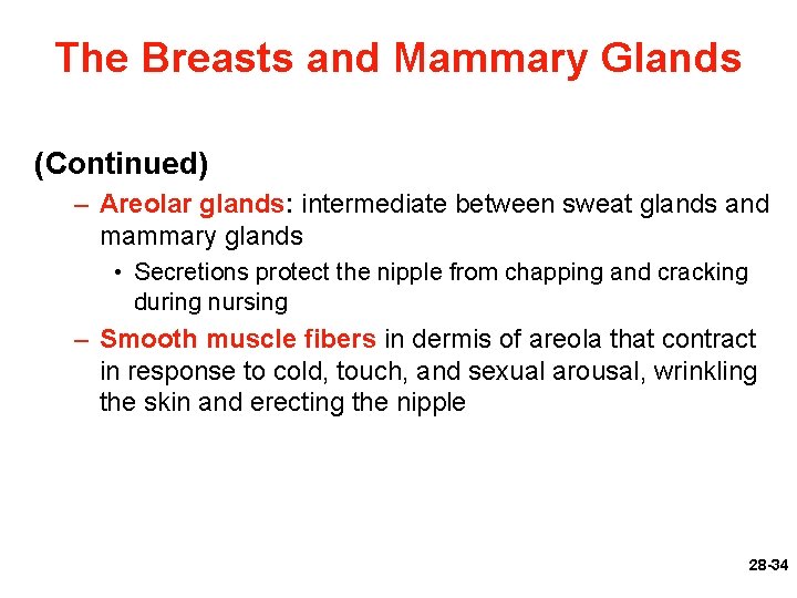 The Breasts and Mammary Glands (Continued) – Areolar glands: intermediate between sweat glands and