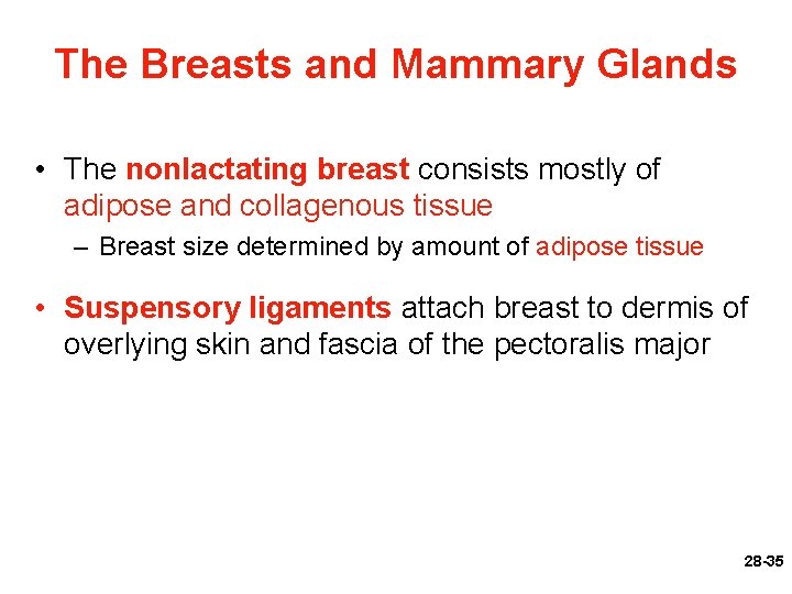 The Breasts and Mammary Glands • The nonlactating breast consists mostly of adipose and