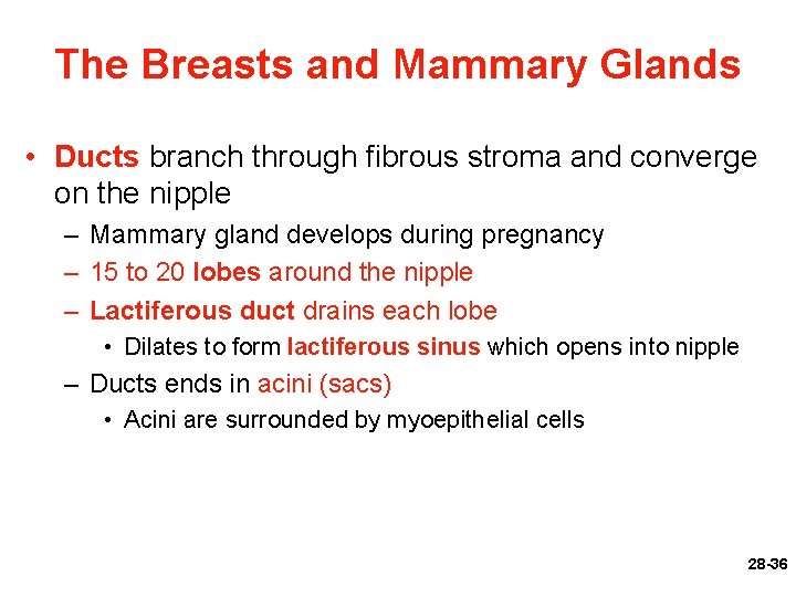 The Breasts and Mammary Glands • Ducts branch through fibrous stroma and converge on