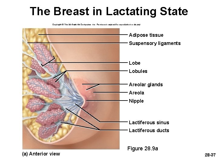 The Breast in Lactating State Copyright © The Mc. Graw-Hill Companies, Inc. Permission required