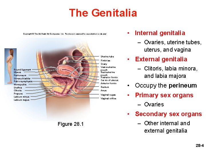 The Genitalia Copyright © The Mc. Graw-Hill Companies, Inc. Permission required for reproduction or