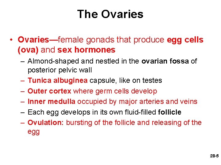 The Ovaries • Ovaries—female gonads that produce egg cells (ova) and sex hormones –