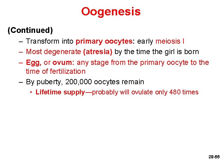 Oogenesis (Continued) – Transform into primary oocytes: early meiosis I – Most degenerate (atresia)