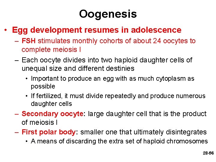 Oogenesis • Egg development resumes in adolescence – FSH stimulates monthly cohorts of about