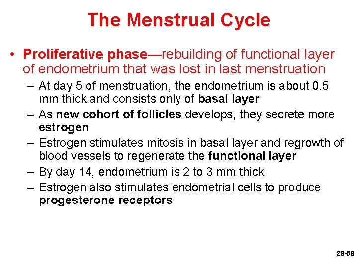 The Menstrual Cycle • Proliferative phase—rebuilding of functional layer of endometrium that was lost