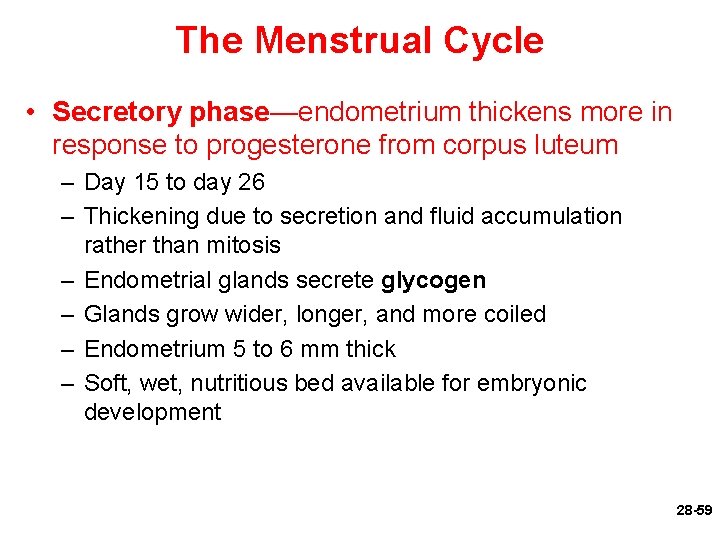 The Menstrual Cycle • Secretory phase—endometrium thickens more in response to progesterone from corpus