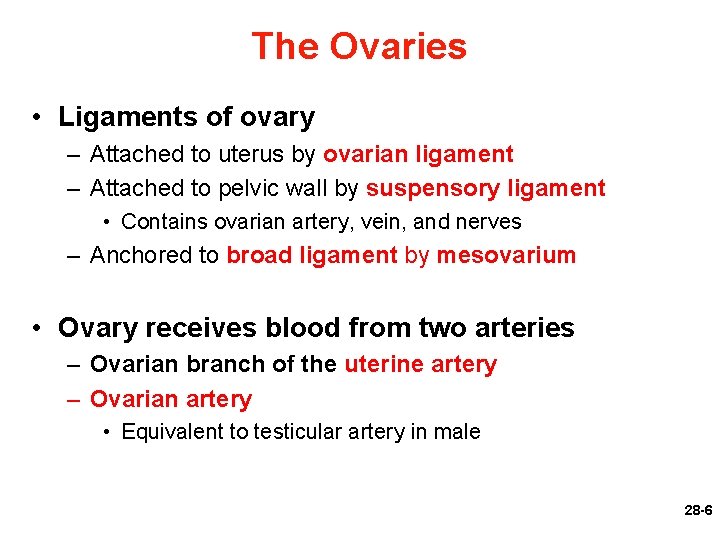 The Ovaries • Ligaments of ovary – Attached to uterus by ovarian ligament –