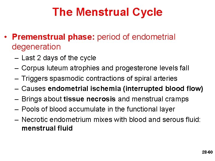 The Menstrual Cycle • Premenstrual phase: period of endometrial degeneration – – – –