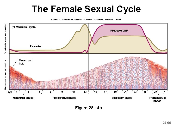 The Female Sexual Cycle (b) Menstrual cycle Progesterone Estradiol Menstrual fluid Thickness of endometrium