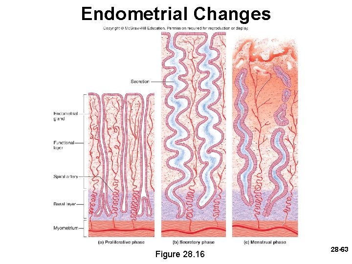 Endometrial Changes Figure 28. 16 28 -63 