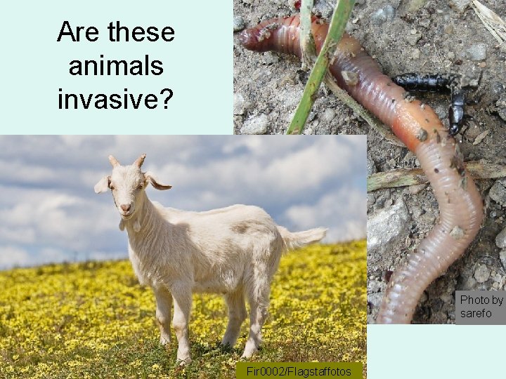 Are these animals invasive? Photo by sarefo Fir 0002/Flagstaffotos 