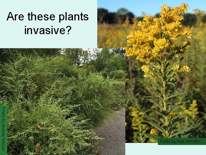 Are these plants invasive? Photo by Andrew Nelson Photo by Huw Williams 