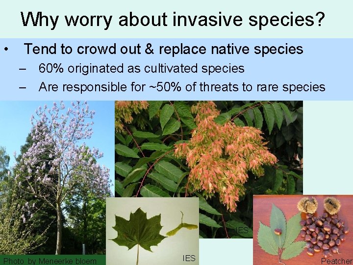 Why worry about invasive species? • Tend to crowd out & replace native species