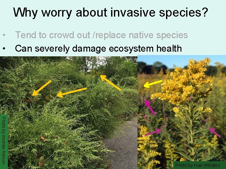 Why worry about invasive species? • Tend to crowd out /replace native species •